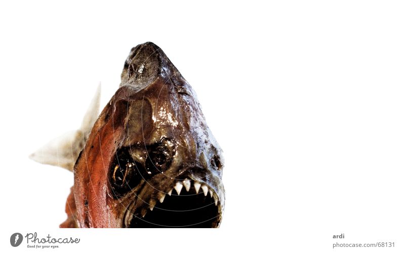 Piran-ha Piranha Kopfschuppe gefährlich Tier Fisch Schwimmhilfe Gebiss bedrohlich Vorsicht fish fin fins scale scales tooth teeth danger dangerous sharp