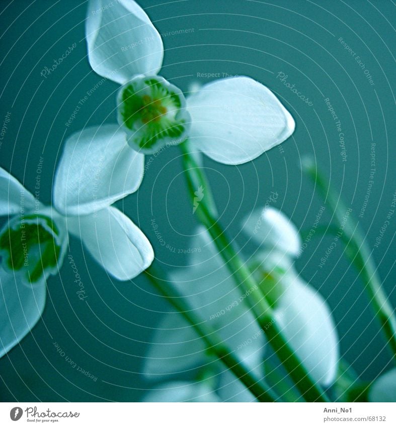 unten drunter Frühling Blüte Schneeglöckchen Pflanze Blume blau Farbe