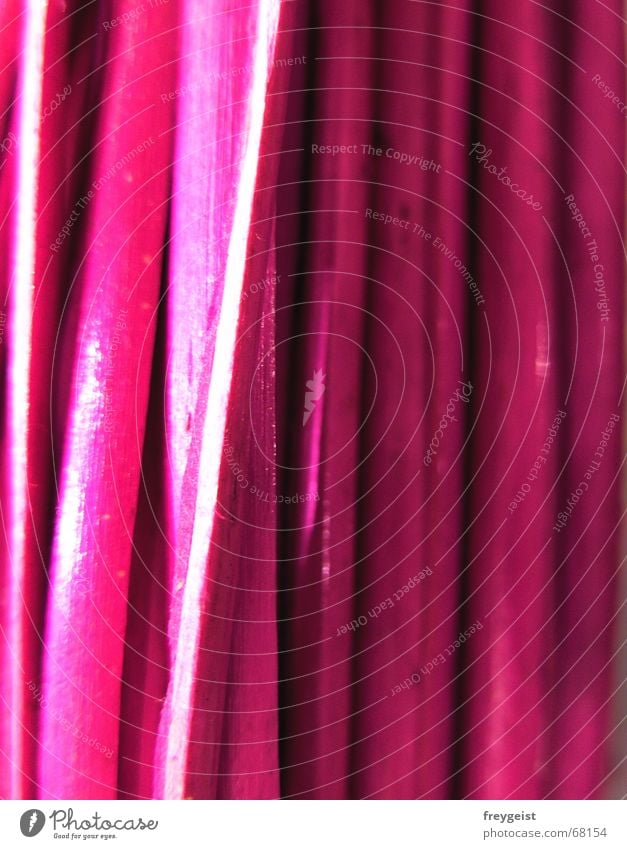 Pink Wood rosa Holzmehl Bündel Schnur Stil Stengel vertikal knallig intensiv Weide Natur Eisenrohr Makroaufnahme vertical Farbe colour high hoch mehrfarbig