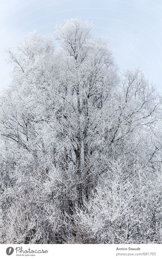 Schneebedeckter Baum Winter Natur Himmel Schönes Wetter Wald frisch kalt natürlich weiß Stimmung ruhig Umwelt Farbfoto Außenaufnahme Detailaufnahme Menschenleer