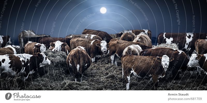 Winterliche Kühe Umwelt Natur Sonne Mond schlechtes Wetter Nebel Eis Frost Stroh Feld Nutztier Kuh Herde berühren stehen dunkel kalt blau Stimmung Schutz