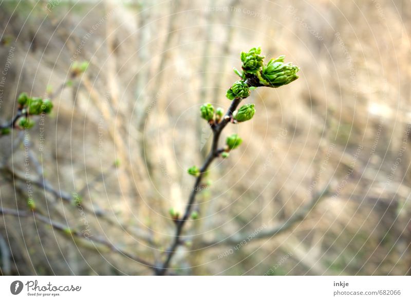 springtime Umwelt Natur Frühling Pflanze Baum Sträucher Blatt Grünpflanze Blattknospe Park Wald Wachstum frisch natürlich neu braun grün Umzug (Wohnungswechsel)