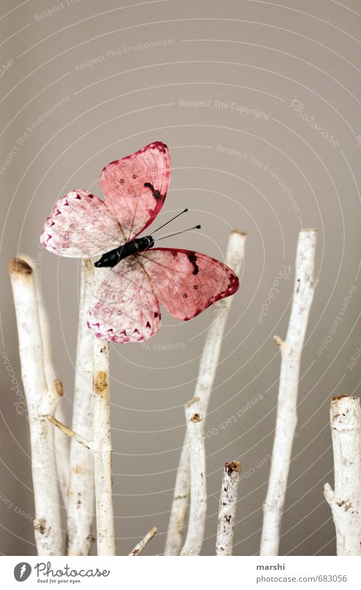 Springtime Natur Tier Frühling Sommer Schmetterling 1 Stimmung Ast Dekoration & Verzierung rosa sommerlich grau Farbfoto Innenaufnahme Tag