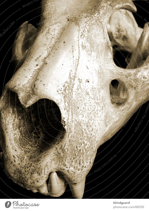 Skull of the Tiger Skelett ausgestorben Tod Reißzahn Fangzahn Gebiss Tierschädel Vor dunklem Hintergrund Totes Tier Bildausschnitt Anschnitt