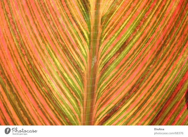 bunt gestreift Canna Blatt Beleuchtung Streifen grün rot rosa gelb mehrfarbig Pflanze Sommer Makroaufnahme Linie orange Detailaufnahme August leaf sun
