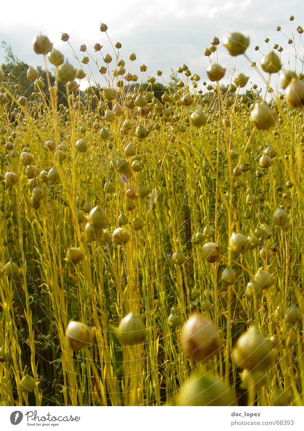 lein(en)los Wiese Wolken Lein Gras Halm Feld chaotisch Rohstoffe & Kraftstoffe Landwirtschaft grün gelb Bekleidung Stoff Muster Stimmung durcheinander Zukunft