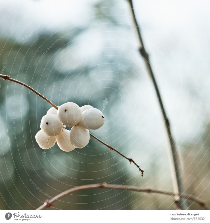 Schneebeeren Natur Pflanze Herbst Schönes Wetter Beeren ästhetisch dick einfach Freundlichkeit klein natürlich rund blau braun weiß Zufriedenheit Optimismus