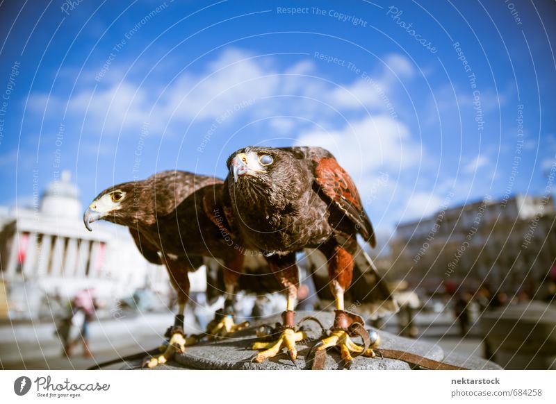 Majestätische Adler in London Architektur Natur Himmel Trafalgar Square Großbritannien Stadt Hauptstadt Stadtzentrum Fassade Sehenswürdigkeit Tier Wildtier