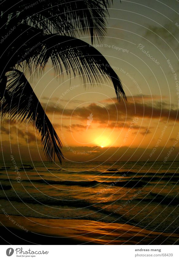 A new day begins Palme Meer Sonnenuntergang Abenddämmerung Wellen Erholung Morgen Wasserfahrzeug Wolken Blatt sun Treppe set sunrise sea ocean liegen water