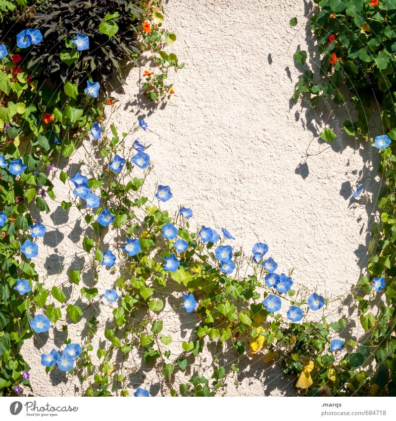 Ranken Häusliches Leben Natur Sommer Schönes Wetter Blume Sträucher Mauer Wand Blühend Wachstum schön Farbfoto Außenaufnahme Strukturen & Formen Menschenleer