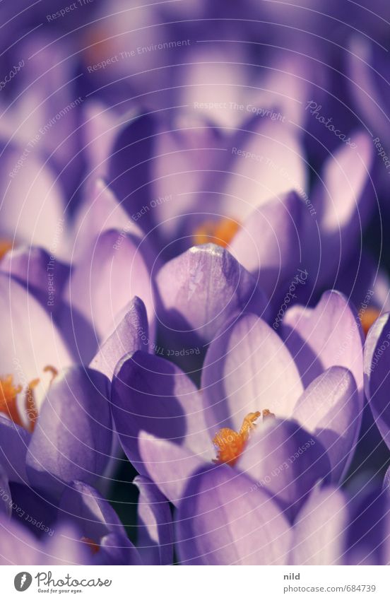 Frühlingslicht Umwelt Natur Pflanze Wetter Schönes Wetter Blume Blüte Krokusse violett orange Vergänglichkeit Wachstum Farbfoto Außenaufnahme Nahaufnahme