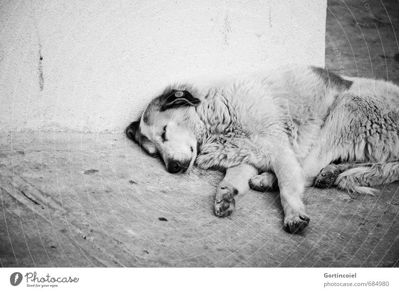 Schlaf Stadt Mauer Wand Straße Tier Hund Tiergesicht Fell Pfote 1 Gefühle Schmerz Sehnsucht Straßenhund Herumtreiben schlafen Appetit & Hunger Müdigkeit