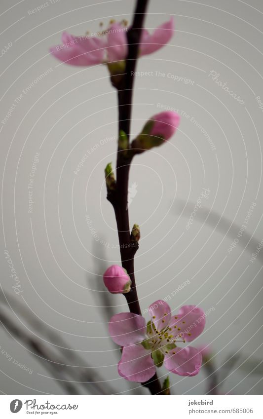 erstes Rosa Frühling Blüte Pfirsichblüten Zweige u. Äste Blütenknospen Blattknospe Blütenkelch Kelchblatt Staubfäden rosa Wachstum Farbfoto Innenaufnahme