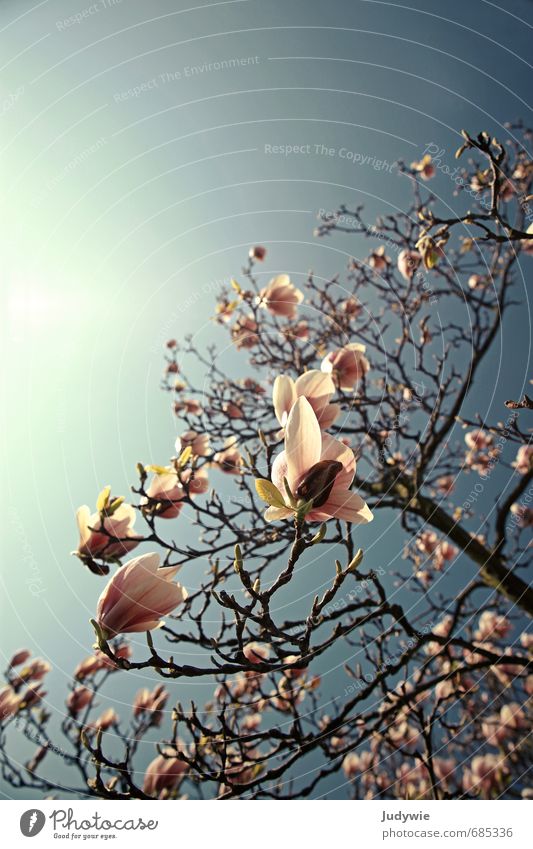 Magnolia Duft Umwelt Natur Himmel Sonne Sonnenlicht Frühling Schönes Wetter Pflanze Baum Blume Magnolienbaum Magnolienblüte Garten Park Blühend Wachstum
