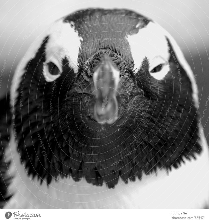 Pinguin Tier Vogel nass niedlich schwarz Brillenpinguin Schnabel frontal Feder Charakter Schwarzweißfoto Blick Kopf Auge Vorderansicht Blick nach vorn