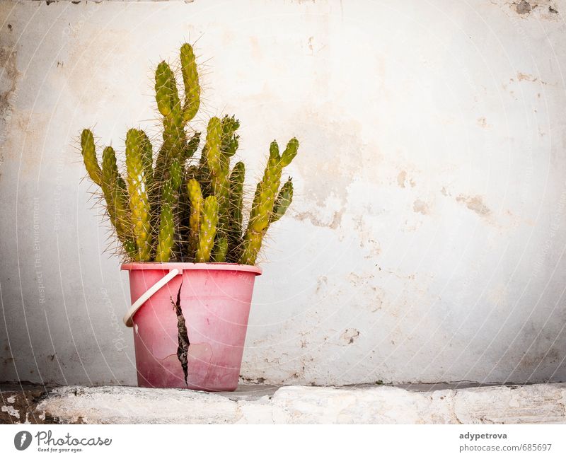 alter Kaktus Natur Pflanze Blume Garten Mauer Wand Fassade gebrauchen berühren füttern grau grün rosa Sinnesorgane mehrfarbig Außenaufnahme Nahaufnahme