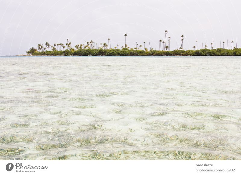 San Blas Panama Meer Erholung Insel Inselkette Karibik Karibisches Meer Palme Palmenstrand grün Ferien & Urlaub & Reisen Ferne Fernweh Farbfoto Außenaufnahme