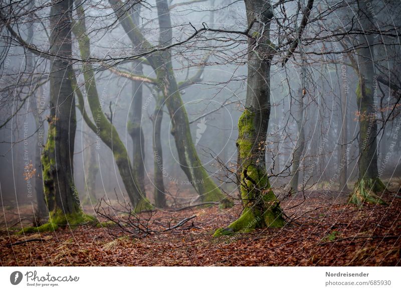 Hexenwald Ausflug wandern Landwirtschaft Forstwirtschaft Wetter Nebel Baum Moos Wald Wege & Pfade Wachstum bedrohlich dunkel gruselig Angst Einsamkeit Natur