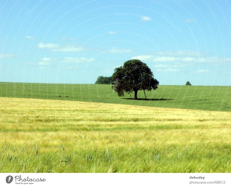 Treffpunkt Baum rund groß Feld unreif grün gelb Ferne einladend Sommertag Ähren Reifezeit Physik Aussicht Romantik Spielplatz Landschaft stattlich alt