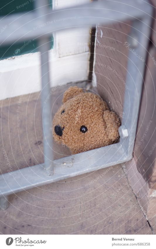 abgetrennt kopflos Trennung kaputt Kopf Teddybär Spielzeug Gitter Fenster Gebäude Fensterbrett Auge schwarz braun silber Blick Unschärfe Außenaufnahme Tag