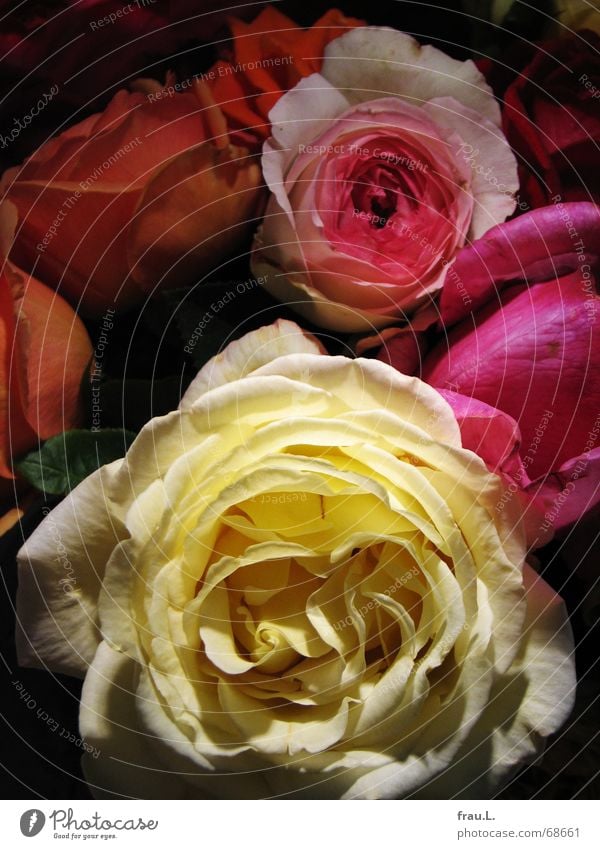 bunte Blumen duftig Blühend Nachbar Rose mehrfarbig Blüte Romantik Blumenstrauß perfekt Häusliches Leben freiland gertrude stein Farbe Freude knallig