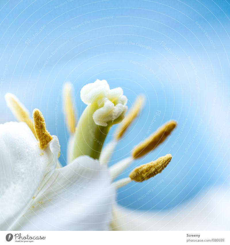 Tulpen Stempel Natur Blume ästhetisch Duft elegant blau gelb grün weiß Romantik schön eitel zart Pollen Blütenblatt Farbfoto Makroaufnahme Menschenleer