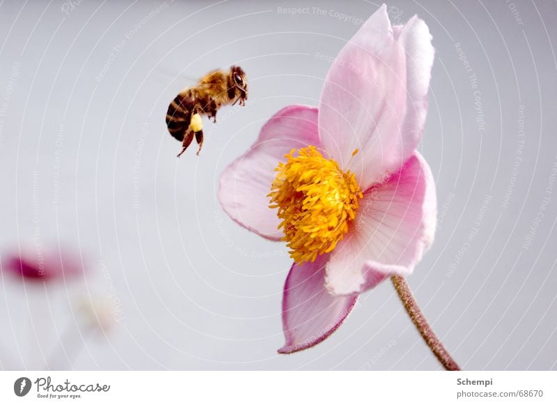 Attacke! Biene Insekt Blume Frühling Sommer Staubfäden fleißig Honig Nektar