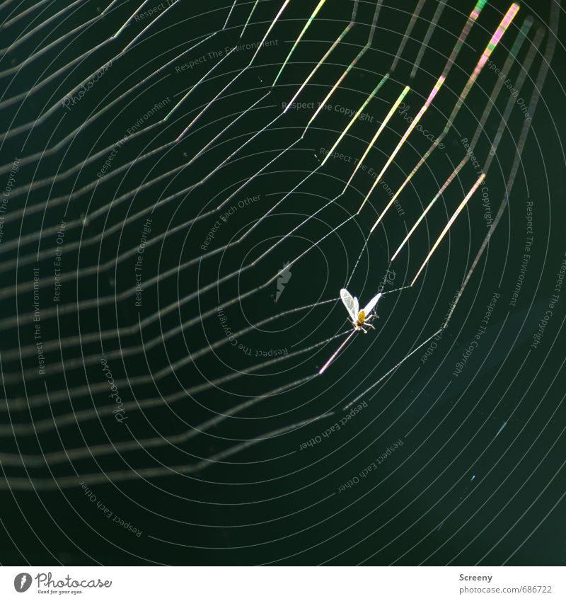 Catch me, if you.... damn!!! Natur Tier Insekt 1 Netz hängen bedrohlich glänzend Ende Tod Überleben Verzweiflung Spinnennetz Klebrig gefangen Farbfoto