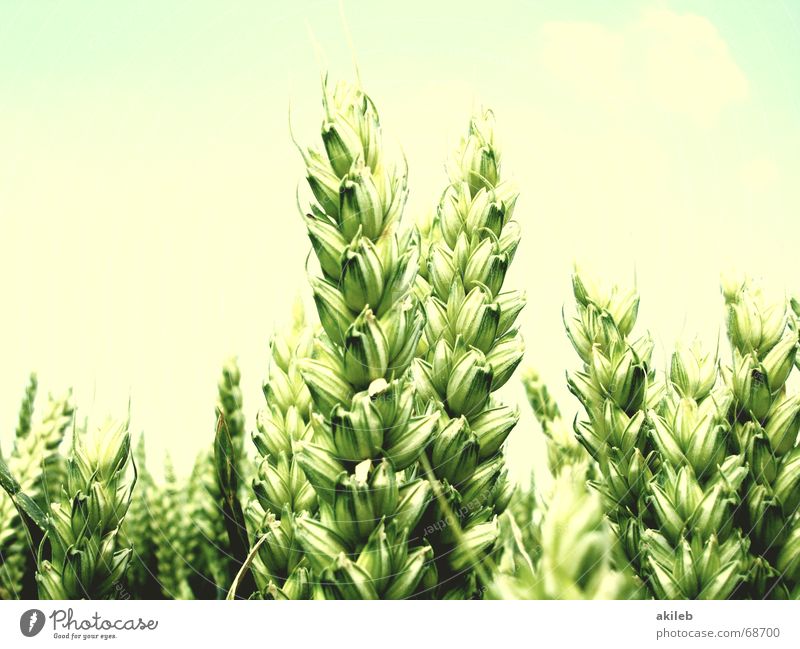 Zwillinge 2 Feld Weizen Sommer gelb grün ruhig Landwirtschaft Erholung Himmel bleich Hoffnung Weizenähre Ähren Doppelbelichtung Getreide Korn blau enstspannung