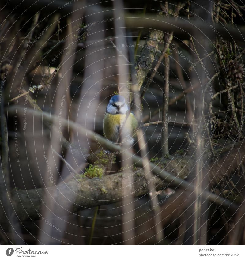guckuck Natur Landschaft Urelemente Erde Frühling Sträucher Moor Sumpf Tier Vogel 1 Zeichen Frühlingsgefühle Blaumeise verstecken Tarnung entdecken Blick