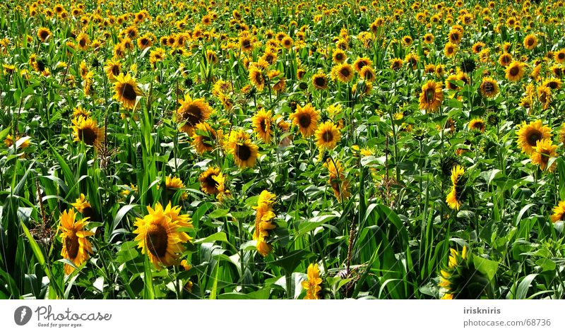 Endless Summer Sommer Sonnenblume Wiese Anhäufung gelb grün Biene Wohlgefühl Unendlichkeit Feld Blüte Sonnenblumenfeld Natur nutzwiese Mais bienensummen Duft