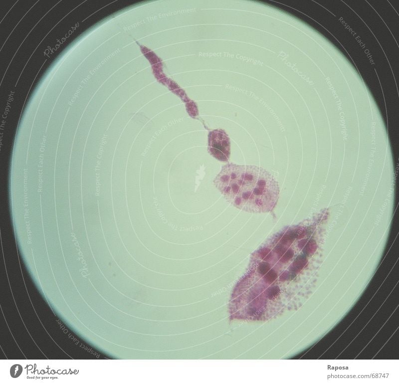 Oogenese Zoologie Biologie Praktikum Mikroskop lernen Blick entdecken Taufliege Genetik Evolution Fortpflanzung forschen frichtfliege oogenese