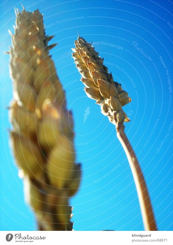 Halm-A Weizen Sommer Physik Schweiß Makroaufnahme Kaugummi Feld Horizont umfallen Ähren Ferne Unschärfe 2 Korn Getreide Ernte hochsommer Wärme hell bläulich