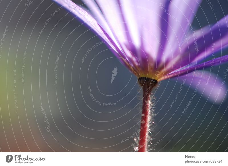 Balkananemone Pflanze Frühling Blüte Wildpflanze Duft elegant violett Frühlingsgefühle Reinheit ästhetisch Natur Wachstum Farbfoto Außenaufnahme Detailaufnahme