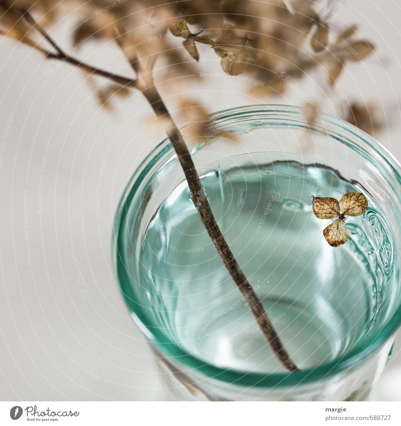Total vergessen: vertrocknete Blüte in einer Glasvase Wasser Pflanze Blume Blatt Hortensie alt Blühend fallen verblüht dehydrieren braun türkis Gefühle