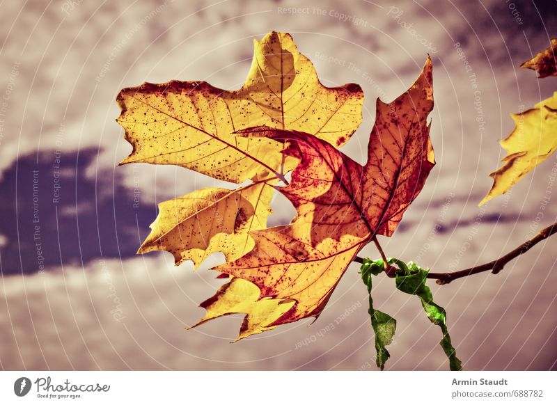 Herbstliches altes Ehepaar Natur Pflanze Himmel Wolken Schönes Wetter Blatt berühren authentisch einfach Zusammensein nah trocken gelb Stimmung Hoffnung Tod