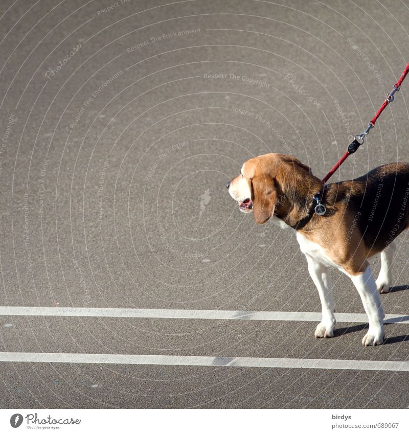 Beagle-Photo Straße Asphalt Hund 1 Tier Linie beobachten stehen ästhetisch lustig positiv Tierliebe Hundeleine Anschnitt Farbfoto Außenaufnahme Menschenleer