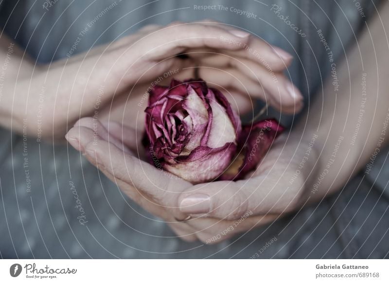 Behütet Hand alt Rose Frauenhand beschützen altern verdorrt behüten kostbar Rosenblätter Hände Blume getrocknet romantisch Schwangerschaft Schatz wertvoll