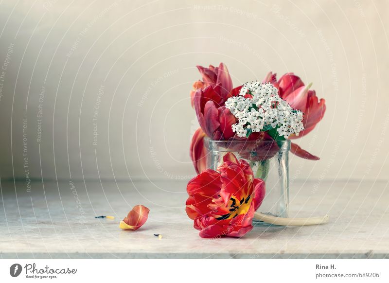 TulpenStill Blume Blühend verblüht rot Vergänglichkeit Vase Blütenblatt Winterschneeball Blumenstrauß Traurigkeit Hoffnung Farbfoto Außenaufnahme Menschenleer