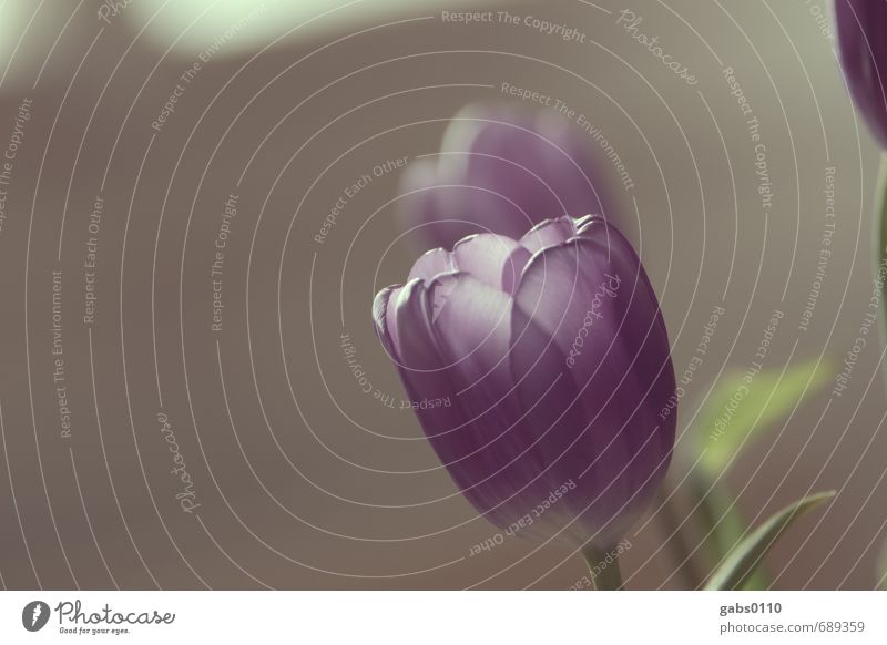 Tulpe Umwelt Pflanze Blume ästhetisch Duft authentisch elegant glänzend schön braun grün Ehre Liebe Romantik Solidarität trösten Neugier Trauer Schmerz violett