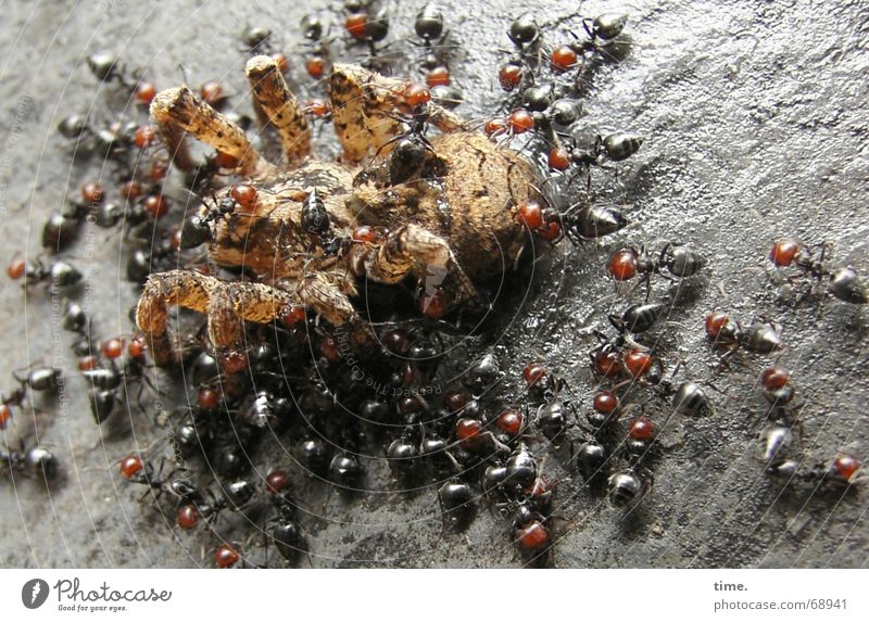 Vorspeisenplatte Ameise Spinne Biologie Natur lecker Ekel igitt Appetit & Hunger entsorgen Italien David und Goliath wildlife alle gegen einen