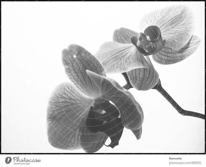 Orchidäles Orchidee Blume Blüte Pflanze 2 schwarz weiß zerbrechlich zart Asien Blühend Schwarzweißfoto fragiel hell Natur