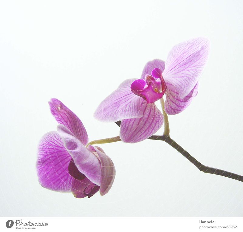 orchdäles bunt Orchidee Blume Blüte Pflanze 2 zerbrechlich zart Asien rosa Blühend fragiel hell Natur
