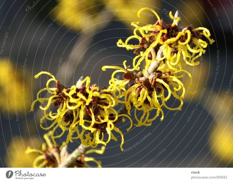 Blüte der Zaubernuss (Hamamelis) Blume Sträucher Frühling bizarr hamamelis mollis Makroaufnahme Natur