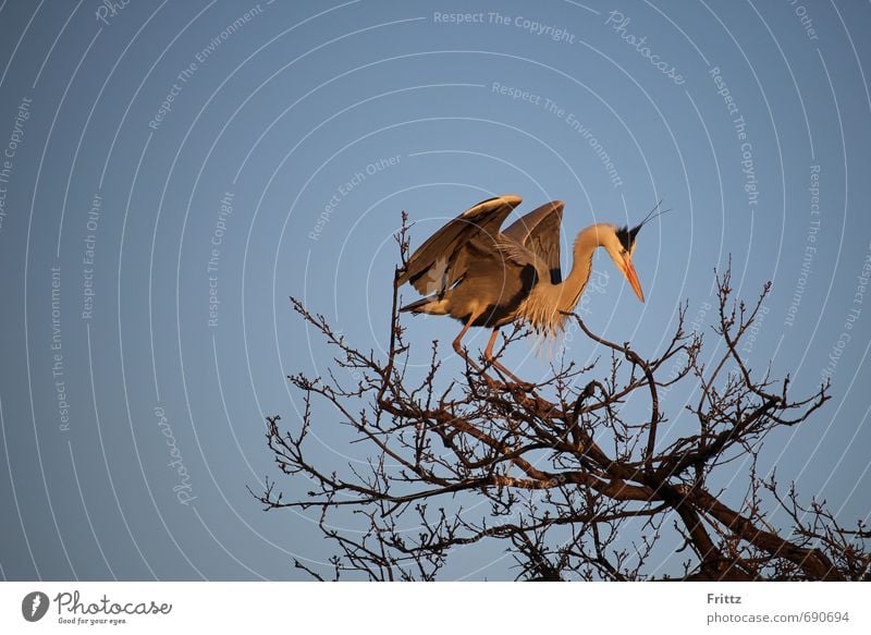 Graureiher 1 Natur Tier Himmel Wolkenloser Himmel Baum Wildtier Vogel fliegen oben blau grau orange schwarz weiß Bewegung großer Vogel große Flügelspannweite