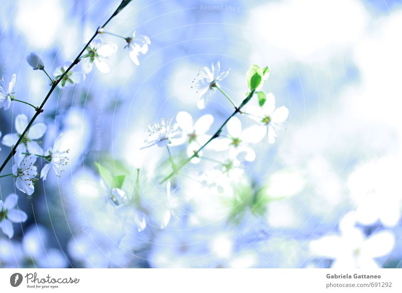Blumenmeer Natur Pflanze Blüte schön Mirabelle Obstbaum hell leuchtend blau weiß Farbfoto Außenaufnahme