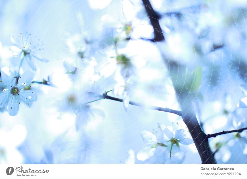 Blumenmeer das dritte Natur Pflanze Nutzpflanze schön hell Obstbaum blau weiß Ast Blüte leuchten Frühling Farbfoto Außenaufnahme Schwache Tiefenschärfe