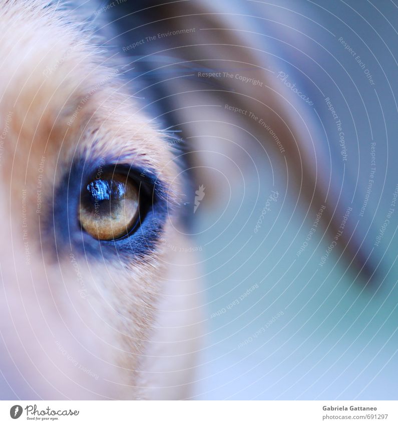Im Auge des Waldes Haustier Hund 1 Tier wild weich Hundeauge Reflexion & Spiegelung Makroaufnahme Nahaufnahme blau Farbfoto Außenaufnahme Schwache Tiefenschärfe