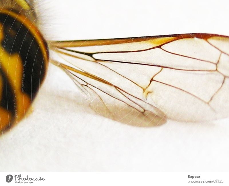 feine Linien Tier Insekt Sechsfüßer Wespen schwarz gelb gestreift Biene klein Bewegung abdomen Flügel feine linien Netz fliegen flugapparat Makroaufnahme