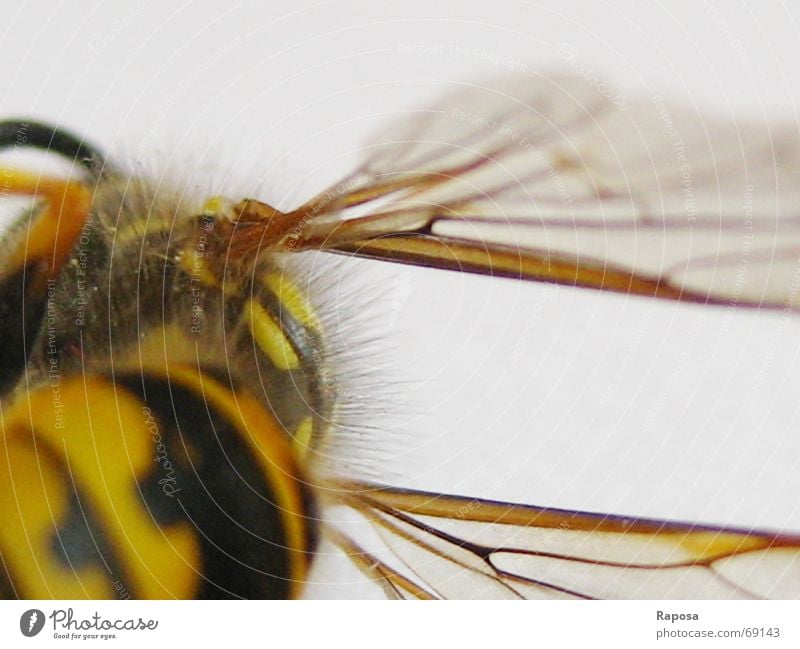feine Linien Part II Tier Insekt Sechsfüßer Wespen schwarz gelb gestreift Biene klein Bewegung Fühler Hautflügler abdomen Flügel feine linien Netz fliegen